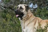 KANGAL 008